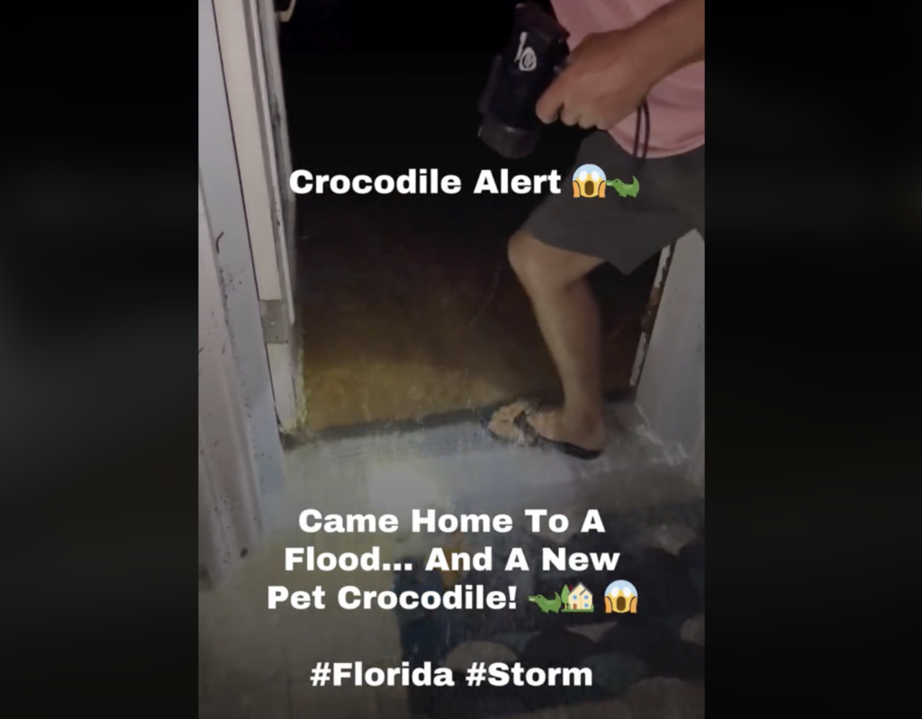Video on TikTok showing alligator in someone's home following Hurricane Milton